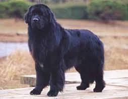 犬を家族に迎える前に